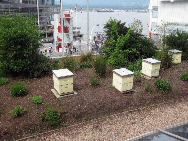 在温哥华的短短两天内，50万只温柔的蜜蜂在费尔蒙特海滨酒店的屋顶上。