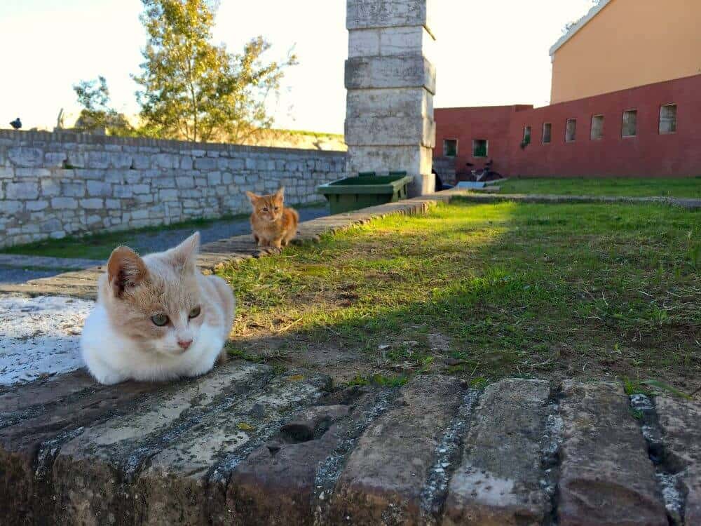 老堡垒入口的科孚猫