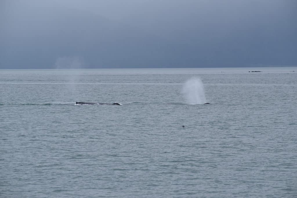 观看鲸鱼时看到的鲸鱼吹气